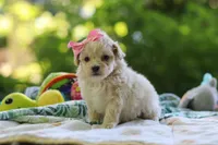 Aleah, a female Maltipoo for sale in Dundee, OH – 2 of 6
