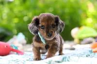 AKC Oscar, a male Miniature Dachshund for sale in Dundee, OH – 7 of 9