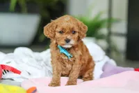 Knox, a male Cavapoo for sale in Dundee, OH – Photo 5 of 5