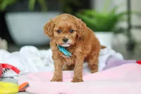 Knox, a male Cavapoo for sale in Dundee, OH – Photo 1 of 5