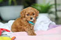 Knox, a male Cavapoo for sale in Dundee, OH – Photo 2 of 5