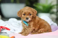 Knox, a male Cavapoo for sale in Dundee, OH – Photo 4 of 5