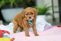Knox, a male Cavapoo for sale in Dundee, OH – Photo 3 of 5