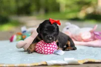 Everly, a female Miniature Dachshund for sale in Dundee, OH – 3 of 10