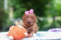 Jovie, a female Miniature Goldendoodle for sale in Dundee, OH – 4 of 6