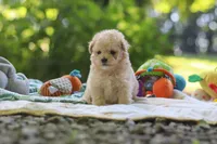 Benji, a male Maltipoo for sale in Dundee, OH – 2 of 6