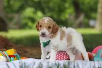 AKC Nash, a male Poodle - Standard  for sale in Dundee, OH – 2 of 8