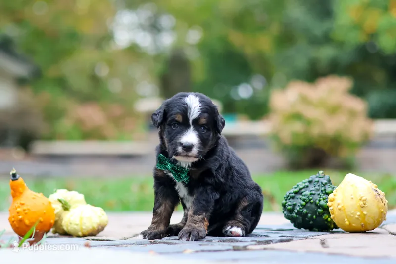 Kyle – Bernedoodle puppy for sale in Dundee, OH
