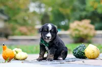 Kyle, a male Bernedoodle for sale in Dundee, OH – 1 of 9