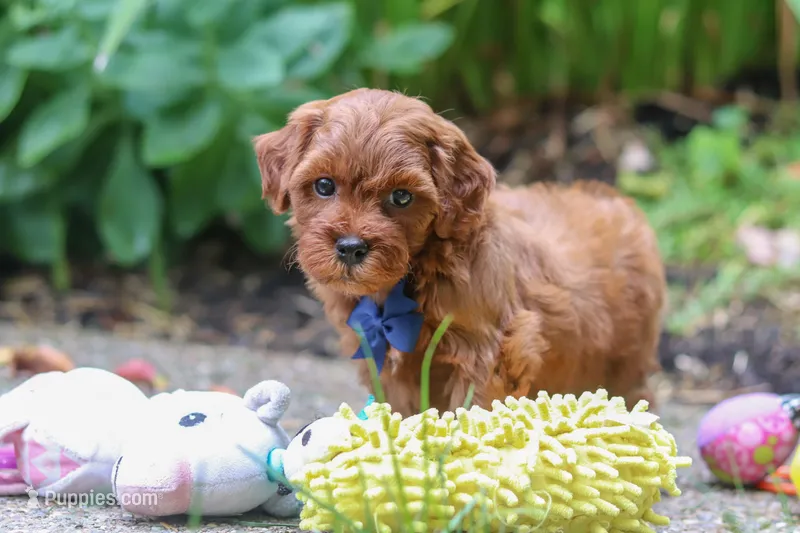 Sparky – Miniature Goldendoodle puppy for sale in Dundee, OH