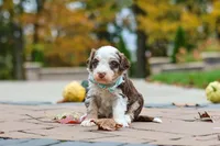Milo, a male Bernedoodle for sale in Dundee, OH – 2 of 6