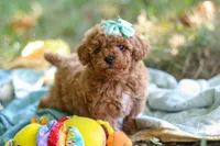 Lilly, a female Poodle - Toy  for sale in Dundee, OH – 1 of 10