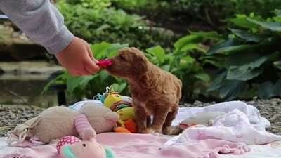 AKC Poppy, a female Poodle - Standard  for sale in Dundee, OH – 8 of 8