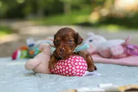 Nemo, a male Miniature Dachshund for sale in Dundee, OH – 6 of 9