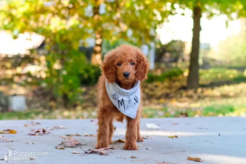 Bodie – Goldendoodle puppy for sale in Dundee, OH