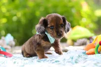 AKC Oscar, a male Miniature Dachshund for sale in Dundee, OH – 8 of 9
