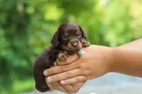 Maverick, a male Miniature Dachshund for sale in Dundee, OH – 3 of 10