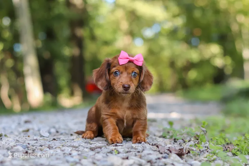 AKC Elle – Miniature Dachshund puppy for sale in Dundee, OH