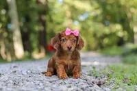 AKC Elle, a female Miniature Dachshund for sale in Dundee, OH – 1 of 8