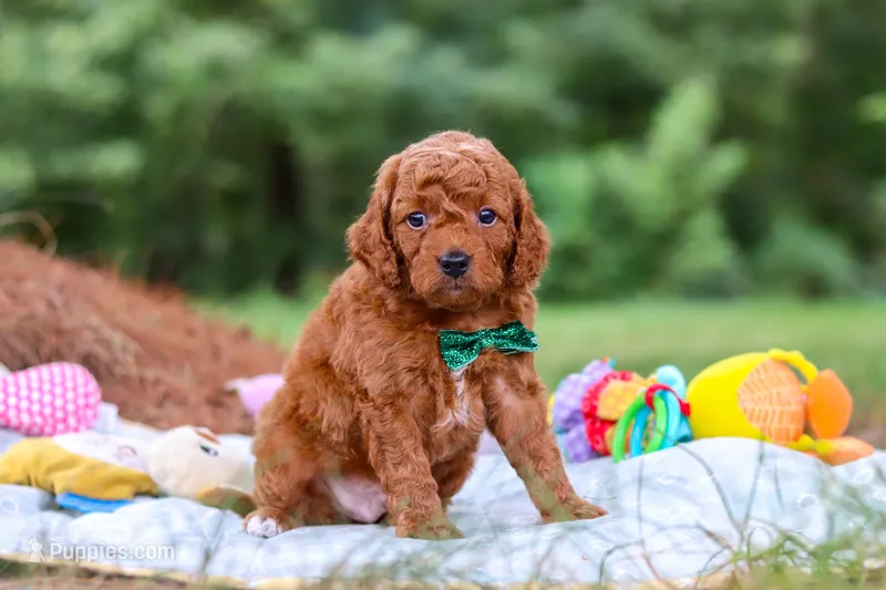 Bodie – Goldendoodle puppy for sale in Dundee, OH