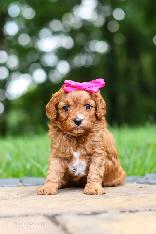Evelyn – Cavapoo puppy for sale in Dundee, OH