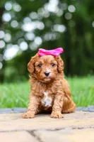 Evelyn, a female Cavapoo for sale in Dundee, OH – 1 of 10