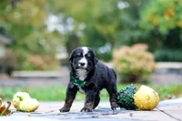 Kyle, a male Bernedoodle for sale in Dundee, OH – 9 of 9