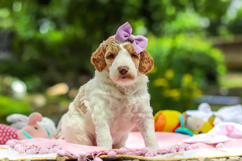 Blossom – Poodle - Standard  puppy for sale in Dundee, OH