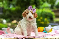 AKC Blossom, a female Poodle - Standard  for sale in Dundee, OH – 1 of 10