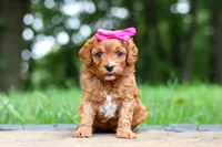 Evelyn, a female Cavapoo for sale in Dundee, OH – 2 of 10