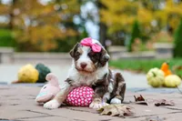 Rosie, a female Bernedoodle for sale in Dundee, OH – 6 of 6