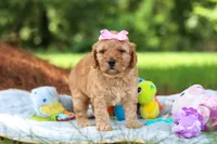 Lila, a female Miniature Goldendoodle for sale in Dundee, OH – 7 of 10