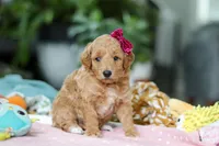 Millie, a female Miniature Goldendoodle for sale in Dundee, OH – Photo 2 of 5