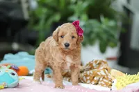 Millie, a female Miniature Goldendoodle for sale in Dundee, OH – Photo 5 of 5