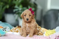 Millie, a female Miniature Goldendoodle for sale in Dundee, OH – Photo 1 of 5
