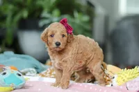 Millie, a female Miniature Goldendoodle for sale in Dundee, OH – Photo 4 of 5