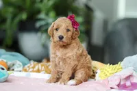 Millie, a female Miniature Goldendoodle for sale in Dundee, OH – Photo 3 of 5
