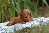 Hunter, a male Miniature Goldendoodle for sale in Dundee, OH – 4 of 10
