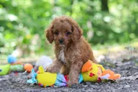 Victor, a male Cavapoo for sale in Dundee, OH – 6 of 10