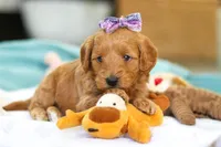 Lola, a female Miniature Goldendoodle for sale in Dundee, OH – Photo 1 of 6