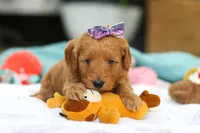 Lola, a female Miniature Goldendoodle for sale in Dundee, OH – Photo 6 of 6