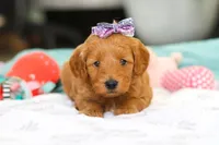Lola, a female Miniature Goldendoodle for sale in Dundee, OH – Photo 2 of 6