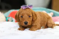 Lola, a female Miniature Goldendoodle for sale in Dundee, OH – Photo 4 of 6