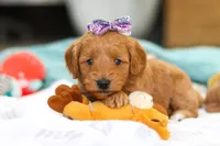 Lola, a female Miniature Goldendoodle for sale in Dundee, OH – Photo 3 of 6