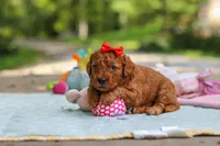 Hannah, a female Goldendoodle for sale in Dundee, OH – 8 of 10