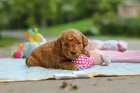 Bluey, a male Goldendoodle for sale in Dundee, OH – 5 of 7