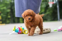 Kobe, a male Goldendoodle for sale in Dundee, OH – 6 of 10