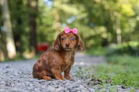 AKC Elle, a female Miniature Dachshund for sale in Dundee, OH – 4 of 8