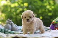 Benji, a male Maltipoo for sale in Dundee, OH – 5 of 6