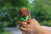 Bodie, a male Goldendoodle for sale in Dundee, OH – 2 of 7